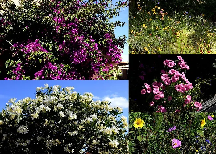 Les 2 Dauphins Privatunterkunft Le Barcarès